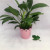 Manufacturers Supply Multicolor Lace round Iron Bucket Desktop Plant Flowerpot Vase Decorative Ornament