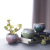 Domestic and Foreign Trade Export Water Transfer Printing Succulents Nordic Ball Ceramic Succulent Flower Pot Desktop Plant Simplicity Flower Device