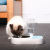 New Original Dog Bowl Keep Dry Mouth Dual Use Pet Bowl Cat Automatic Water Feeder Pet Double Bowl Automatic Drinking Basin