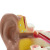 Qinghua Anatomical Ear Model 3 Times Human Organ Anatomy Model Biological Teaching Medical Demonstration Model Teacher