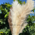  Pampas Grass Decor Extra Large Natural Dried Flowers Bouquet Wedding Flowers Vintage Style for Home Valenti