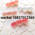 colorful hairclips for girls hair accessories 