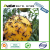 Yellow Sticky Trap Dual-Sided Yellow Fruit Fly Sticky Pest Control Traps