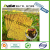 Sun Shape Yellow Sticky Fly Traps for Small Insects Supplied by GN Technology