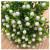 0268 Simulation Plant Decoration Factory Direct Sales Pearl Fruit Plant Handle Bundle Wholesale