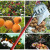 Metal Fruit Fruit-Picking Device Agricultural Garden Hardware Tools Fruit Picker/Pick Fruit Tool Wholesale