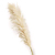 Natural Dried Pampas Grass Reed Plants Home Decor Wedding Flower Bouquet Bunch Materials Feather Dried Flower Natural Ph