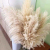 Natural Dried Pampas Grass Reed Plants Home Decor Wedding Flower Bouquet Bunch Materials Feather Dried Flower Natural Ph