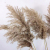 Light color wedding flowers bunch natural dried pampas grass flower beautiful reed christmas home wedding decoration phr