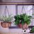 Living Room Flower Stand Flower Basket Wall Bonsai Hanging Basket Kinds of Flowers Chlorophytum Wall-Mounted Coconut Palm Flowerpot Special Offer Creative European Style