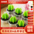 Cute Simulation Plant Cactus Candle Scene Ornaments For Taking Photos Fragrance Smoke-Free Creative Simulation Plant Candles