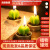 Creative Simulation Plant Potted Succulent Mini Cactus Small Candle Smokeless Candles Home Plant Candles