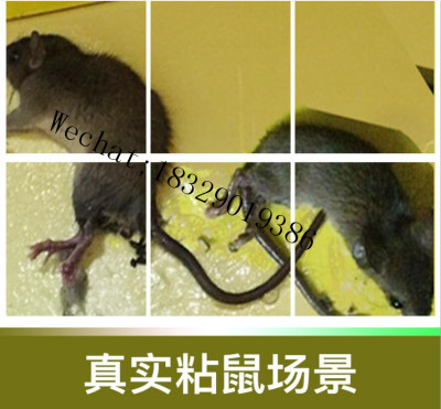 Dahao Glue Mouse Traps Super Strong Home The Mousetrap Mouse Killer Board with Lure Mouse Trap Sticker