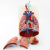 Human Throat Cardiopulmonary Model Throat Thyroid Lung Heart Model Human Respiratory System Model