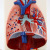 Human Throat Cardiopulmonary Model Throat Thyroid Lung Heart Model Human Respiratory System Model