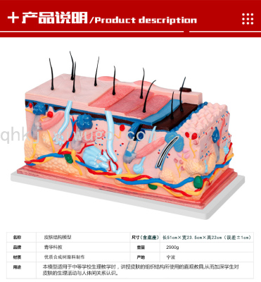 Qinghua QH3314-8 Skin Structure Model Pore with Hair Biology Teaching Demonstration