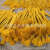 Flower Basket Barley Dried Flower Decoration Dried Flowers Bouquet Real Wheat Primary Color Wheat Ears Dried Flower