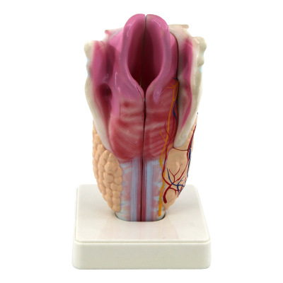 33209 Human Throat Anatomy Model Medical Biology Teaching Science and Education Instrument School Training Science and Education Instrument