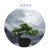 Xiang Rui New Artificial Plant Mini Beauty Pine Tree Small Pot Plant Christmas Pine Tree Home Decoration Floor Decoration Tree Direct Sales