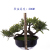 Xiang Rui New Artificial Plant 1# Mini Podocarpus Macrophyllus Small Pot Plant Pine Tree Home Decoration Floor Decoration Tree Direct Sales