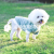 Autumn and Winter New Pet Clothes Two-Leg Sweater Amazon Cross-Border Small and Medium-Sized Dogs Dog Clothing Pet Supplies