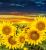 Flower SUNFLOWER Landscape Oil Painting and Mural Decorative Painting Photo Frame Cloth Painting Decorative Calligraphy and Painting Hanging Painting Sofa and Bedside