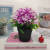 Mini Artificial Bonsai Flower Small Potted Factory Direct Sales Artificial Flower Plant