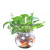 Hydroponic Plant Glass Bottle Transparent Glass Vase Container Green Dill Flowerpot round Spherical Fish Tank Hydroponic Small Container