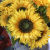 Big Head Beautiful Yellow Sunflower Bouquet Silk Flower High Quality Artificial Flower DIY Home Garden Party Wedding Dec