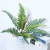 Simulation 12 Persian Leaf Plants Ferns Green Plant Wall Accessories Plastic Persian Grass