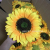 Simulation sunflower flower head wedding bouquet holiday party decoration artificial flower plants wall ornament birthda