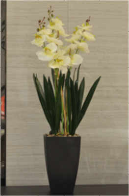 Wholesale Black Plastic Basin Artificial Phalaenopsis Artificial Flower Potted Ornaments