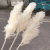 1PC Bulrush Natural Dried Flowers Artificial Plants Branch Pampas Grass Phragmites Fake Flower Wedding Vase Home Decor