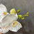 Phalaenopsis Butterfly White Orchid Real Touch Artificial Flower Office Wedding Moth Orchid Floral Party  Interior Trim