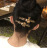 Internet Celebrity Bear Rabbit Cute Hairpin Headdress Korean Bangs Clip Side Clip Girl Side Hair Clip Hair Accessories