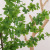 Nordic Artificial Green Plant Artificial Flower Japanese Bell Single Stem Drunken Wood Leaf Fake Branches Living Room Plant Decoration Ornaments