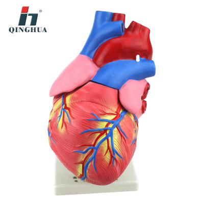 Qinghua 33207 Heart Model Junior and Senior High School Biological Model Science and Education Instrument Teaching Medical Display Demonstration 3 Times Larger