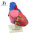 Qinghua 33207 Heart Model Junior and Senior High School Biological Model Science and Education Instrument Teaching Medical Display Demonstration 3 Times Larger