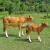 Outdoor Life Size Simulation Animal Big Ox Fiberglass Plastic Sculpture Farm Pasture Garden Ornament Cattle Statue