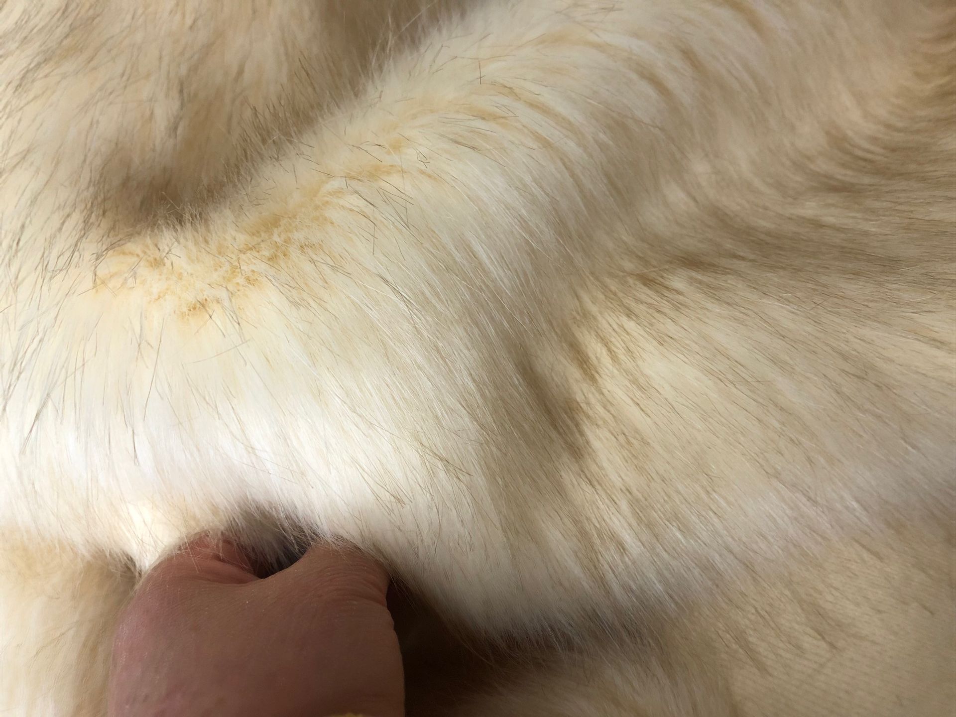 富贵毛，落水毛，小兔毛， ， 超柔毛，羊羔绒， 长毛绒 纺织品