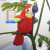 Cross-Border New Arrival Parrot Learning Tongue Toddler Electric Plush Toy Singing Talking Recording Parrot Doll Children Doll