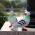 Factory Cheap Garden Decoration Outdoor Multiple Colors Resin Animal Simulation Pigeon Garden Ornaments