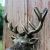 European and American Retro Cast Iron Hook Hat-and-Coat Hook Large Deer Head Double Hook Wall Hanging Decoration Mural Wall Decoration Hook