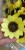 2021 Original Manufacturer Black Heart Chrysanthemum Flower Heart Handmade Wood Chip Flower Flower Arrangement Photo Frame Oil Painting 300 Flowers Per Pack