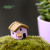 Moss Micro Landscape Material Accessories Bonsai Decoration Two-Color Small House a DIY Material