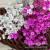 Natural Material Dried Flowers Bouquet Little Star Flower Lipstick Making Photo Props Little Daisy Dried Flowers Bouquet Wholesale