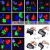 New LED Projection Lamp Christmas Lights 12-Piece Film Card Projection Christmas Lights Amazon