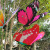 PVC Simulation Butterfly Satin Paper Butterfly Feather Butterfly Can Be Customized with Logo Size and Color Decorative Butterfly