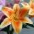 New Lily Artificial Flower Artificial Artificial Flower Single Film 3D Feel Wedding Celebration Living Room Decorative Flower Green Plant Wholesale