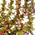 42 Head Autumn Color XINGX Small Rose Rattan European Simulation Wedding Live Photography Fake Flower Silk Flower Wholesale
